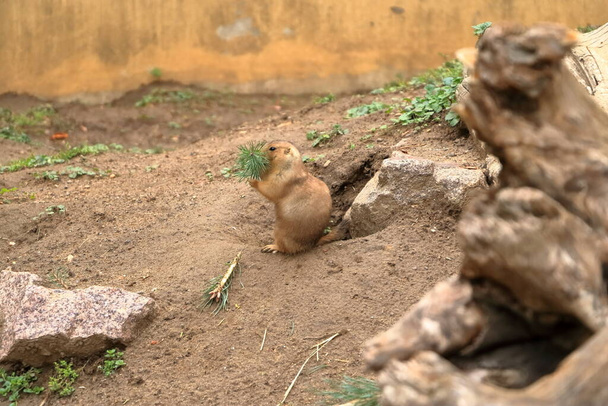 black tailed prairie dog eats a green branch - Photo, Image