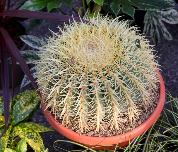 cactus épineux également connu sous le nom de coussin de belle-mère ou échinocactus dans un pot dans un marché - Photo, image