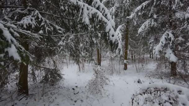 Karda güzel Noel ağaçları. Kış ormanında güzel bir yürüyüş. Ağaçlar, dallar ve çalılar karda. Her yer kar. Ormandaki yol karla kaplı.. - Video, Çekim