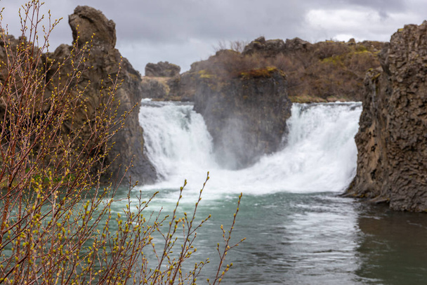 Водопад Хьялпарфосс, место встречи рек Фосса и Тьорса в Южной Исландии, виден за ветвями деревьев, Исландия. - Фото, изображение