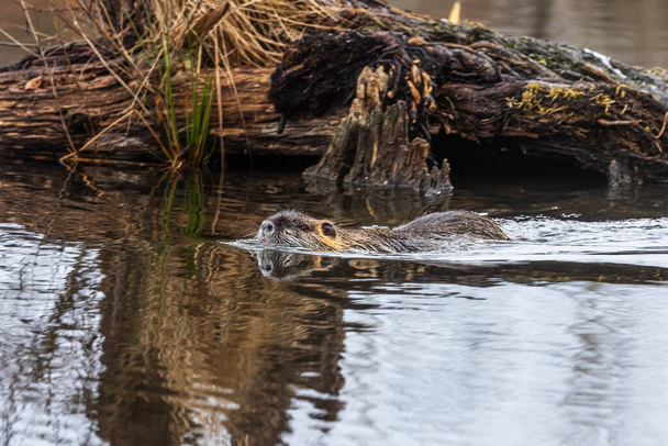 male nutria (Myocastor coypus) in the water - Photo, Image