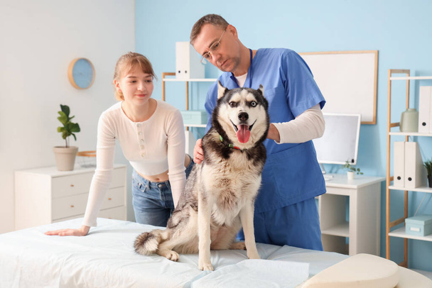 Хозяйка привела свою милую хаски-собаку на прием к ветеринару в клинику - Фото, изображение