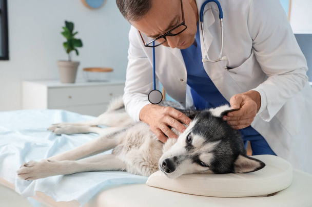 Homme vétérinaire examinant chien husky mignon en clinique - Photo, image