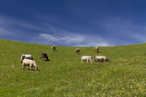 tájat tehenekkel - Fotó, kép