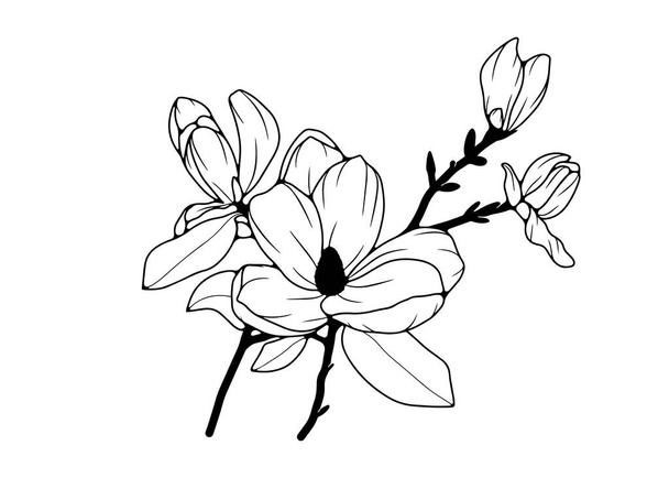 Schwarz-weißes handgezeichnetes Blumenmuster. Umriss eines Magnolienzweiges auf weißem Hintergrund. - Vektor, Bild