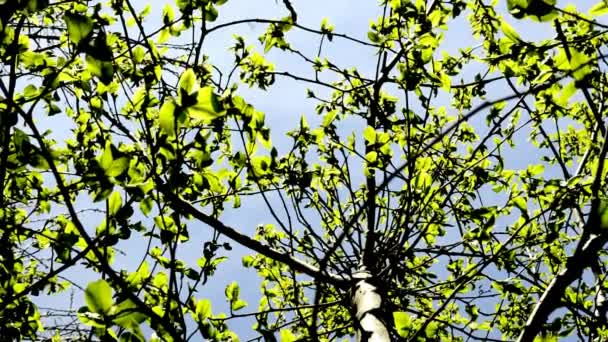 Bükkfa levelek tavasszal - Felvétel, videó