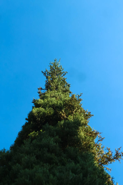 Arkaplan için yeşil ağaçlar ve mavi gökyüzü - Fotoğraf, Görsel