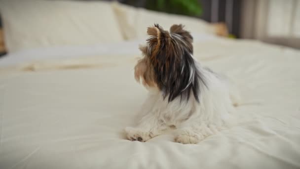 Un cachorro bíewer terrier se sienta con atención en una cama blanca en un ambiente acogedor, dormitorio bien iluminado - Metraje, vídeo