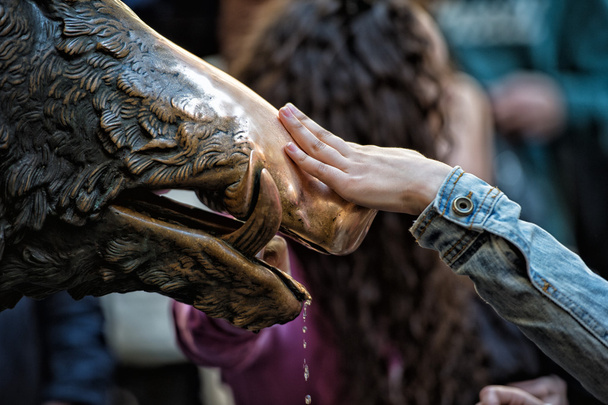 Käsi koskettaa onni villisika Firenzessä
 - Valokuva, kuva