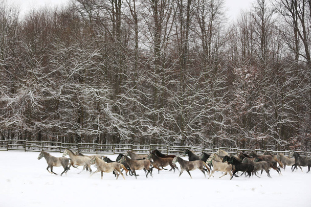 Manada de yeguas con potros galopando rápido en pastos nevados de invierno al aire libre. Grupo de caballos domésticos corriendo en el prado de invierno en invierno rancho rural. Fondo ecuestre - Foto, imagen