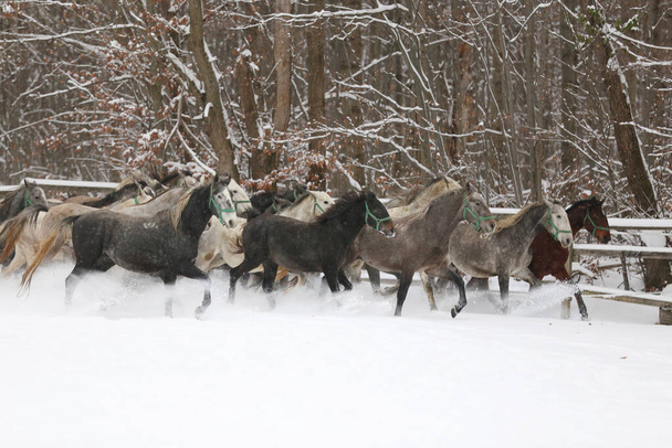 Rebanho de éguas com potros galopando rápido em pasto de inverno nevado ao ar livre. Grupo de cavalos domésticos que correm no prado de inverno no inverno de fazenda rural. Fundo equestre - Foto, Imagem