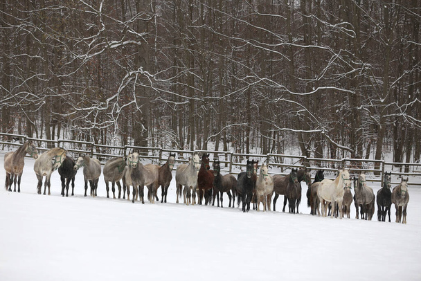 Manada de yeguas con potros galopando rápido en pastos nevados de invierno al aire libre. Grupo de caballos domésticos corriendo en el prado de invierno en invierno rancho rural. Fondo ecuestre - Foto, Imagen