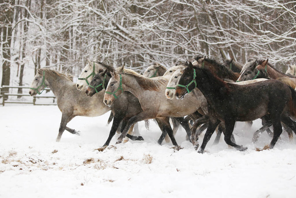 mandria di cavalle con puledri galoppare veloce in pascolo invernale innevato all'aperto. Gruppo di cavalli domestici che corrono sul prato invernale durante l'inverno nel ranch rurale. Sfondo equestre - Foto, immagini