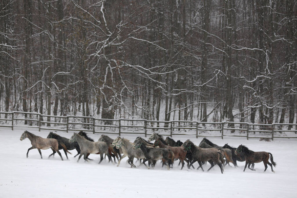 Herd of mares with foals galloping fast in snowy winter pasture outdoors. Group of domestic horses running on winter meadow at rural ranch wintertime. Equestrian background - Photo, Image