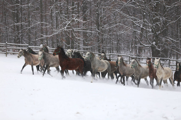 Herd van merries met veulens galopperen snel in besneeuwde winterweide buiten. Groep van huisdieren die op winterweide op landelijke ranch wintertijd. Paardensport achtergrond - Foto, afbeelding
