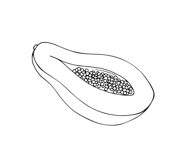 Papaya-Vektorzeichnung. Handgezeichnete Illustration tropischer Früchte. Aufgeschnittene Papayafrüchte mit Samen.  - Vektor, Bild