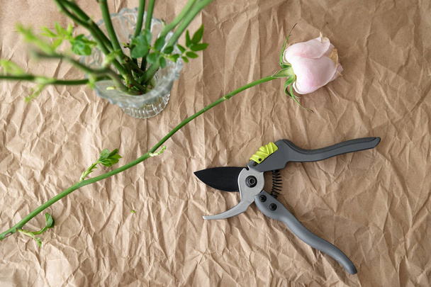 Pruning a rose seedling. Preparation for landing. Seedlings and plant propagation. Garden tool, secateurs - Photo, Image