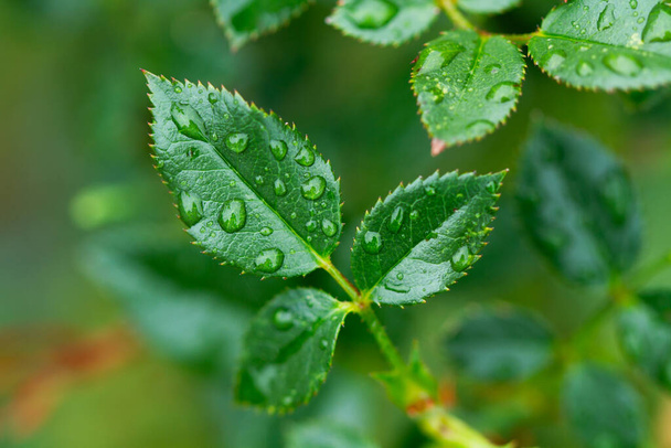 Rosebush leaves with water drops in a rainy day - Photo, Image