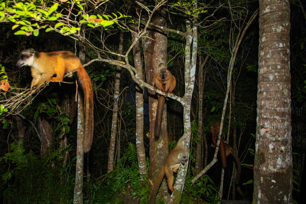 Lemur mischiefs op de veranda van de bungalow en wacht op voedsel. schattig stout diertje endemisch Madagaskar. Park hotel Palmarium - Foto, afbeelding