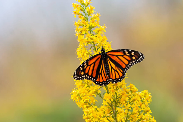 A Monarch Butterfly pollinates a Goldenrod Flower - Photo, Image