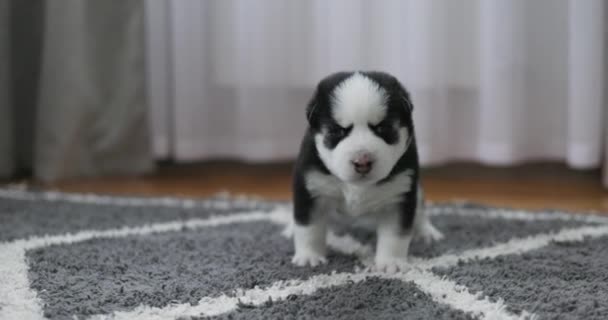 Een schattige zwart-witte puppy die op een zacht grijs tapijt loopt in een gezellige huiselijke setting. Hoge kwaliteit 4k beeldmateriaal - Video