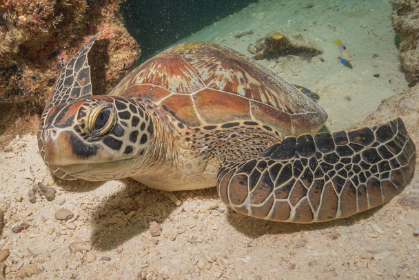 Żółw morski Hawksbill na Morzu Filipin - Zdjęcie, obraz
