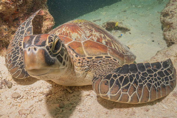 Hawksbill sea turtle at the Sea of the Philippines - Photo, Image