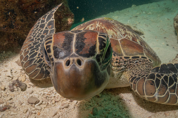 Hawksbill mořská želva u Filipínského moře - Fotografie, Obrázek