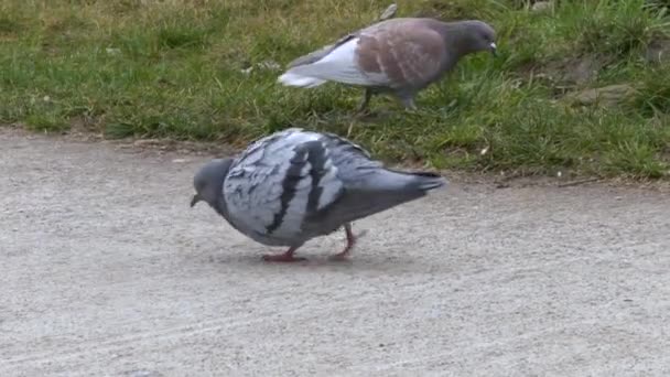 Pombos bicando comida em um pavimento de concreto perto do gramado no espaço público. - Filmagem, Vídeo