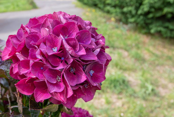 Kirkkaan violetti hortensia makrofylla kukka pään lähikuva. Hortensia kukinnan kasvi. - Valokuva, kuva
