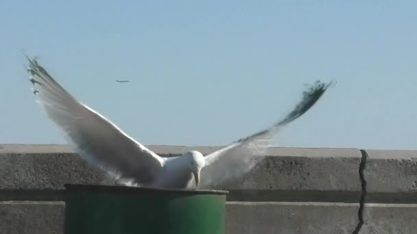 Seagull zoekopdrachten vat - Video