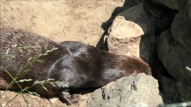 River otter explores hole - Footage, Video