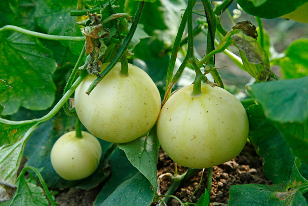 Meloun pěstovaný ve sklenících - Fotografie, Obrázek