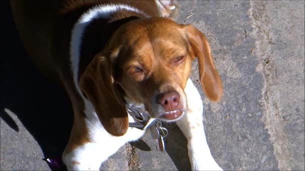 Schläfriger Beagle-Hund - Filmmaterial, Video