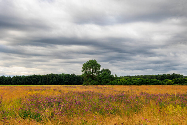 View over the orchard meadows to the edge of the forest in Siebenbrunn near Augsburg on a cloudy day - Photo, Image