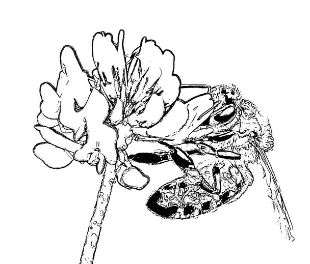 бджола збирає нектар з квітів конюшини, щоб зробити мед - Вектор, зображення