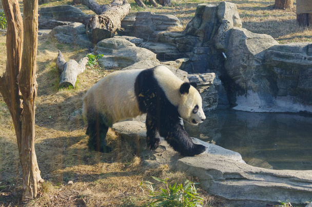 Az aranyos óriás panda a Wuhan Állatkertben. - Fotó, kép