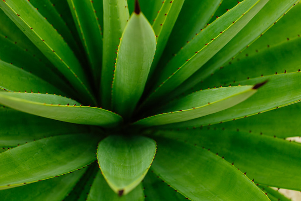 зеленый свежий фон агавы
 - Фото, изображение