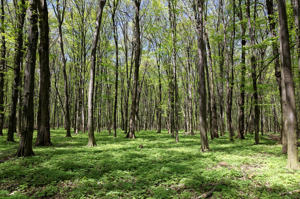 Green deciduous forest on a sunny day. - Фото, изображение