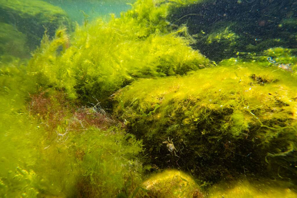 green algae Cladophora, Bryopsis, Ulva oxygenate in laminar flow, low salinity Black sea biotope, littoral zone snorkel, sunny water surface reflection, storm weather torn algal mess, shallow dof - Photo, Image