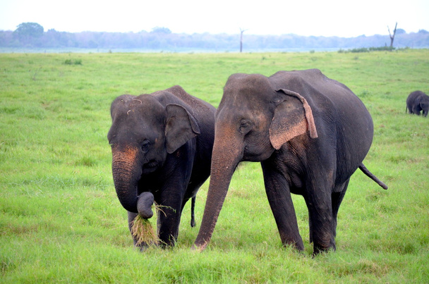 Elefante indio en Sri Lanka savannah
 - Foto, Imagen