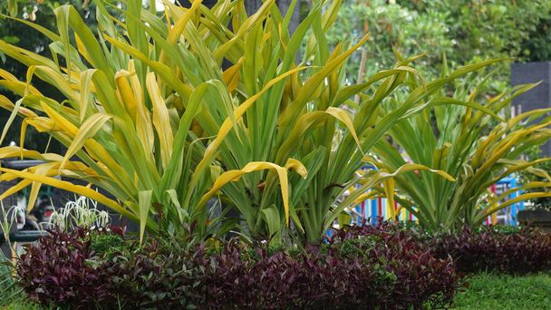 Crinum asiaticum (poison bulb, giant crinum lily, grand crinum lily, spider lily, Bulbine asiatica). The entire plant is toxic, especially the bulb, that can cause vomiting, abdominal pain, severe etc - Photo, Image