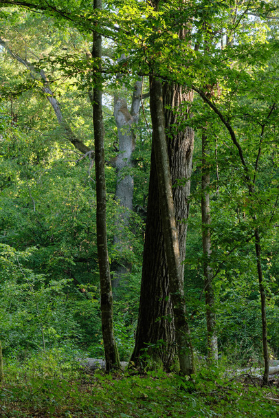 オークの木は、前景に横たわって壊れ、背景に包まれた壊れたホーンビーム苔、ビアロウィーザの森、ポーランド、ヨーロッパ - 写真・画像