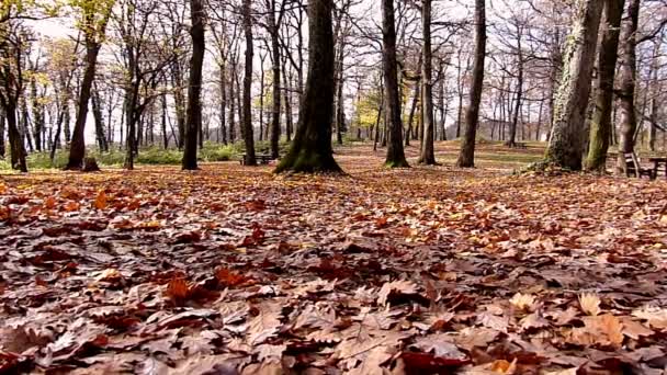 hermoso bosque de otoño con sol brillante
 - Imágenes, Vídeo
