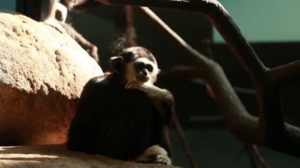funny monkeys at the zoo - Video, Çekim