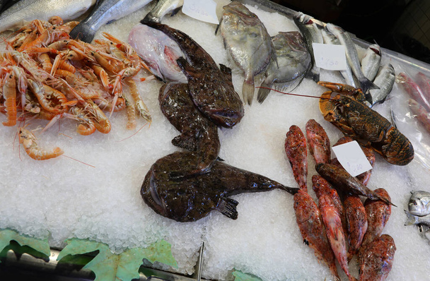 Merikrotti tiskin jäällä myytävänä kalakaupassa muuntyyppisten kalojen, kuten mustekalan ja kanan kanssa - Valokuva, kuva