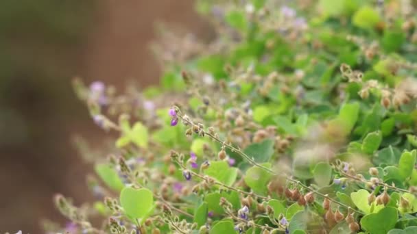 Chaenorhinum origanifolium kwiat z naturalnym tle. Kwiaty z szypułką 530 mm 10-32 mm w kolorze owocowym, prostym, wznoszącym lub wznoszącym, lekko akcentujące. - Materiał filmowy, wideo