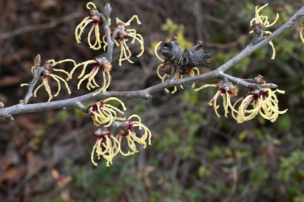 Άνθη ιαπωνικής φουντουκιάς (Hamamelis japonica). Φυλλοβόλο δέντρο Hamamelidaceae. Την άνοιξη, πολλές συστάδες κίτρινων λουλουδιών ανθίζουν πριν τα φύλλα. - Φωτογραφία, εικόνα