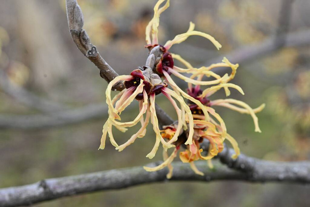 Японский гамамелис (Hamamelis japonica) цветы. Гамамелиевые лиственные деревья. Весной перед листьями расцветает множество желтых цветов.. - Фото, изображение