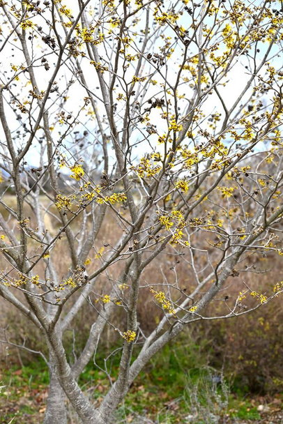 Άνθη ιαπωνικής φουντουκιάς (Hamamelis japonica). Φυλλοβόλο δέντρο Hamamelidaceae. Την άνοιξη, πολλές συστάδες κίτρινων λουλουδιών ανθίζουν πριν τα φύλλα. - Φωτογραφία, εικόνα